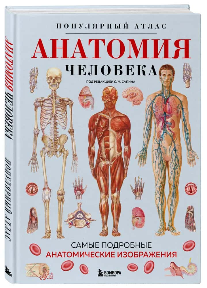 Анатомия человека. Популярный атлас. Самые подробные анатомические изображения